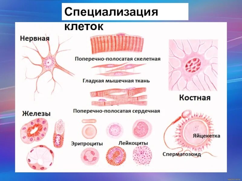 Группа клеток организма выполняющих