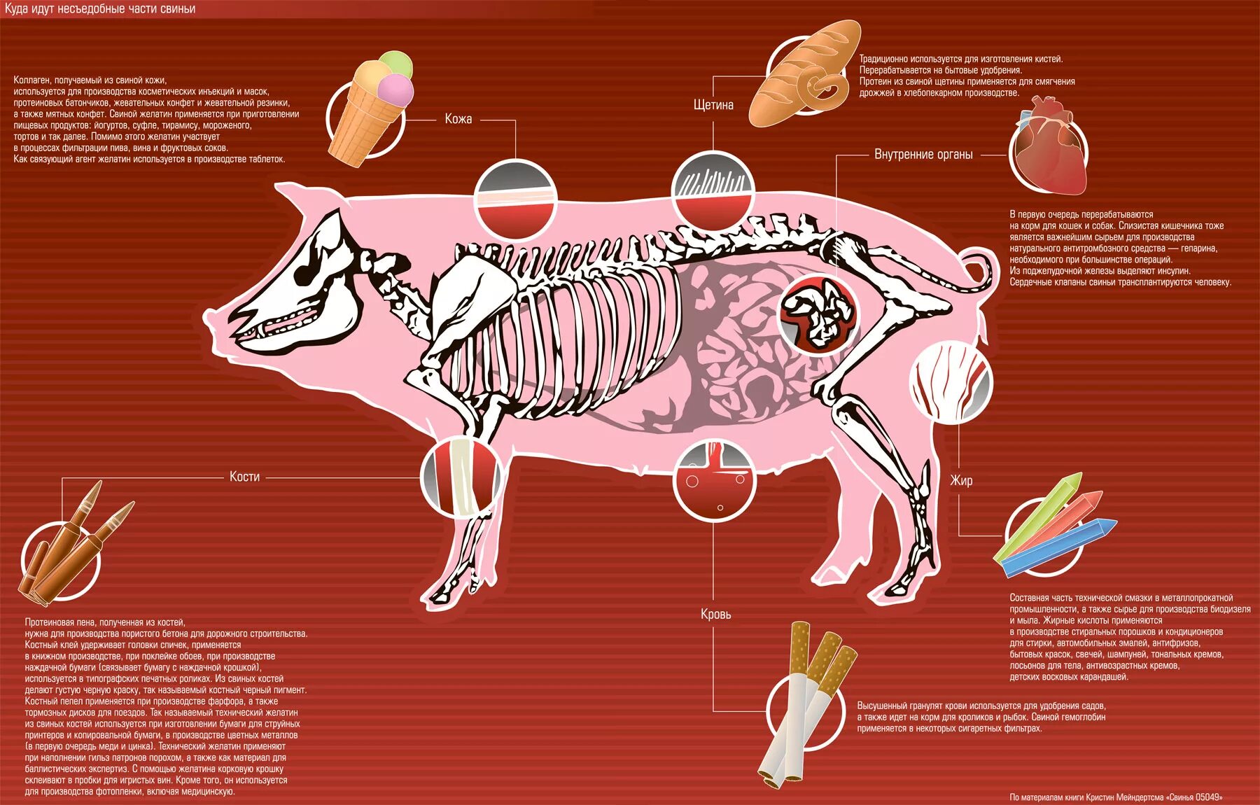 Почему свинина грязное. Внутренние органы свиньи. Строение организма свиньи. Куда идут несъедобные части свиньи. Строение внутренних органов свиньи.