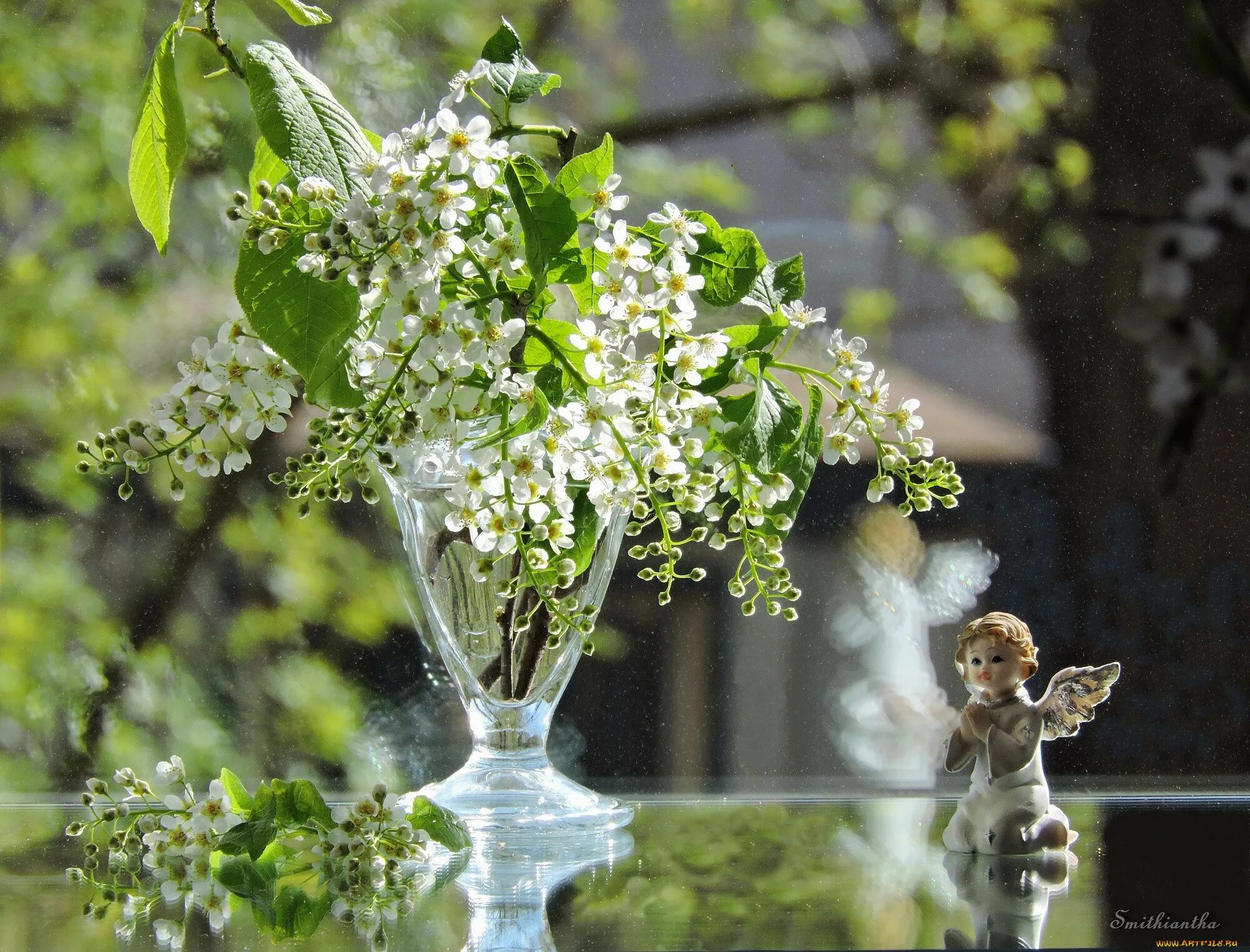 под окошком черемуха колышется. вот уже появились душистые кисти на черемухе. цветение черёмухи. стебель черемухи обыкновенной. вот уже появились душистые кисти на черемухе.
