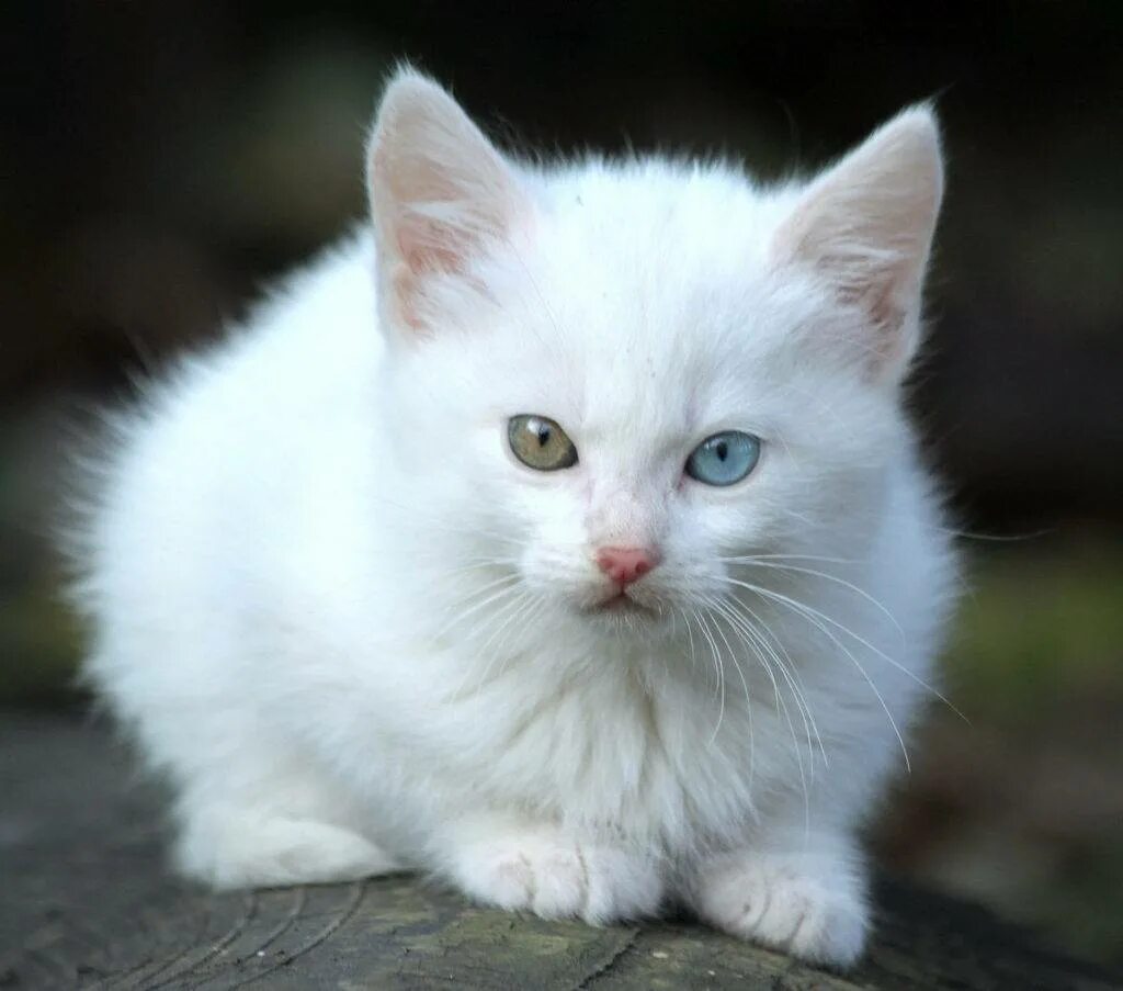 Как называется белая порода кошек. Порода Khao Manee. Белый кот порода као мани. Сибирский альбинос кот. Као мани котята.