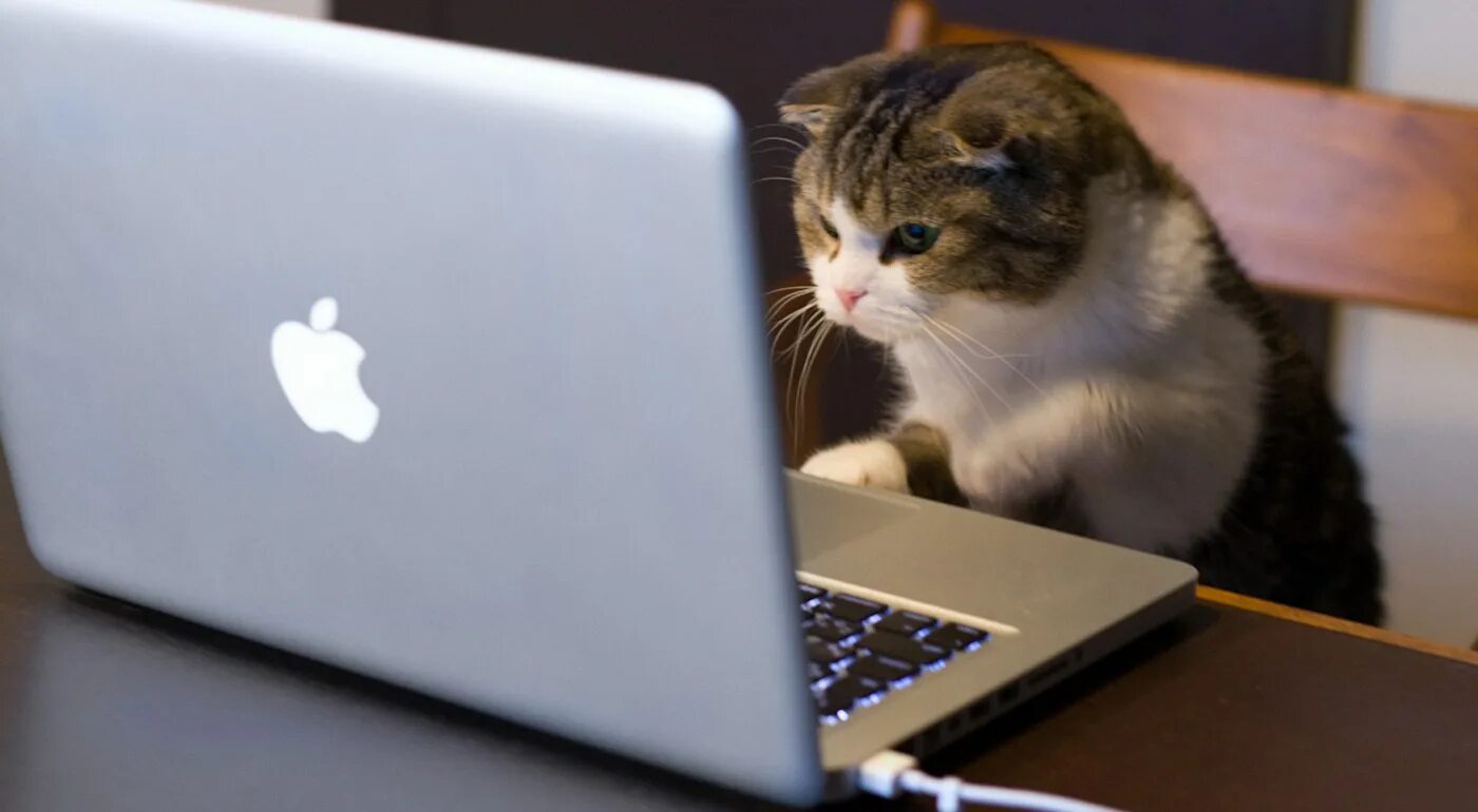 Кот разработчик. Котик программист. Котик за компьютером. Котик с ноутбуком. Кошка за ноутбуком.