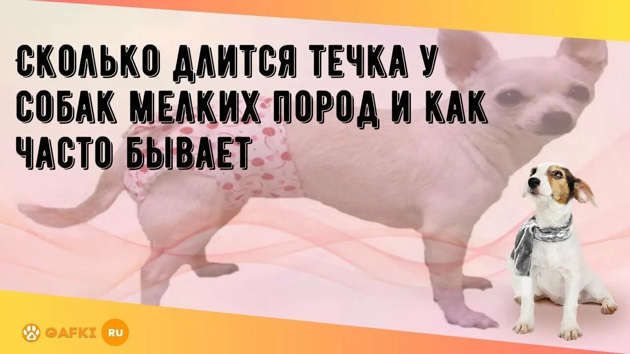Сколько длится течка у собак. Течка у собак продолжительность мелких. течка у собак продолжительность мелких пород. сколько длитьмя течка у собак.
