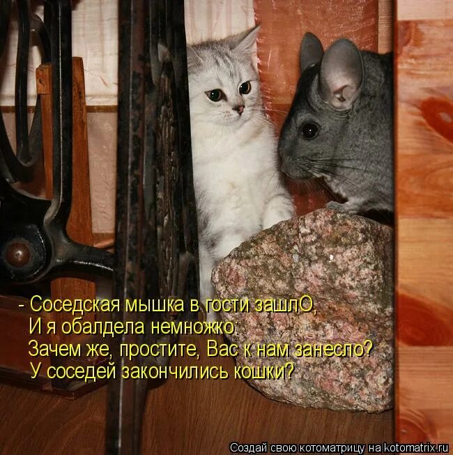 Мышка. Серая крыса пасюк. Вашу мышь. Забавные мышки. Симпатичная крыса.