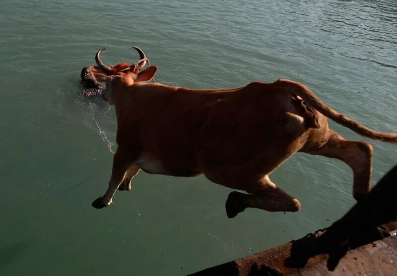 корова плавает в воде. умеют ли коровы. купание коров. коровья река. коровы переплывают реку.