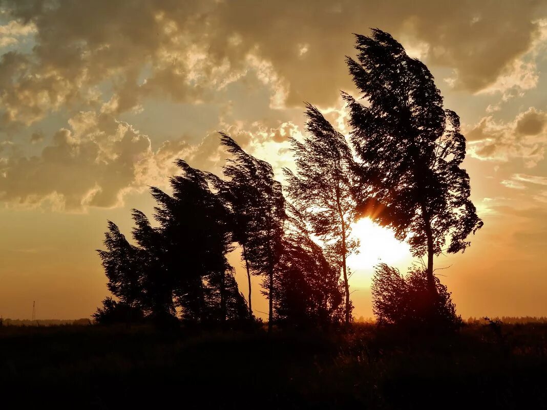 северный ветер на черном фоне. сильный ветер вечером к. дерево в шторм. сильный ветер осень. штормовое предупреждение.
