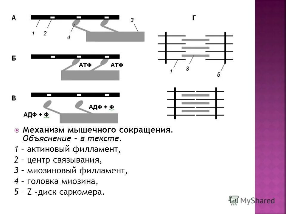 Нарушение мышечного сокращения