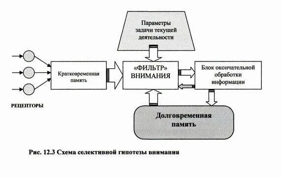 Основные характеристики свойств внимания в психологии. Виды внимания в психологии и их характеристика. Схема работы внимания. Структура внимания в психологии схема. Свойства внимания объем примеры.