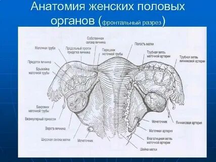 Строение женских органов внешних и внутренних