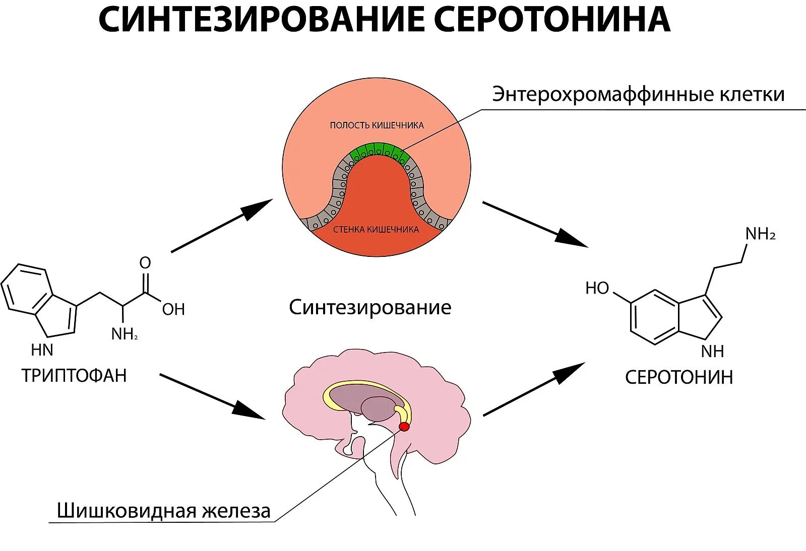 Как узнать серотонин. Схема синтеза серотонина. строение серотонина. продукты для выработки серотонина. серотонин синтез и транспорт.