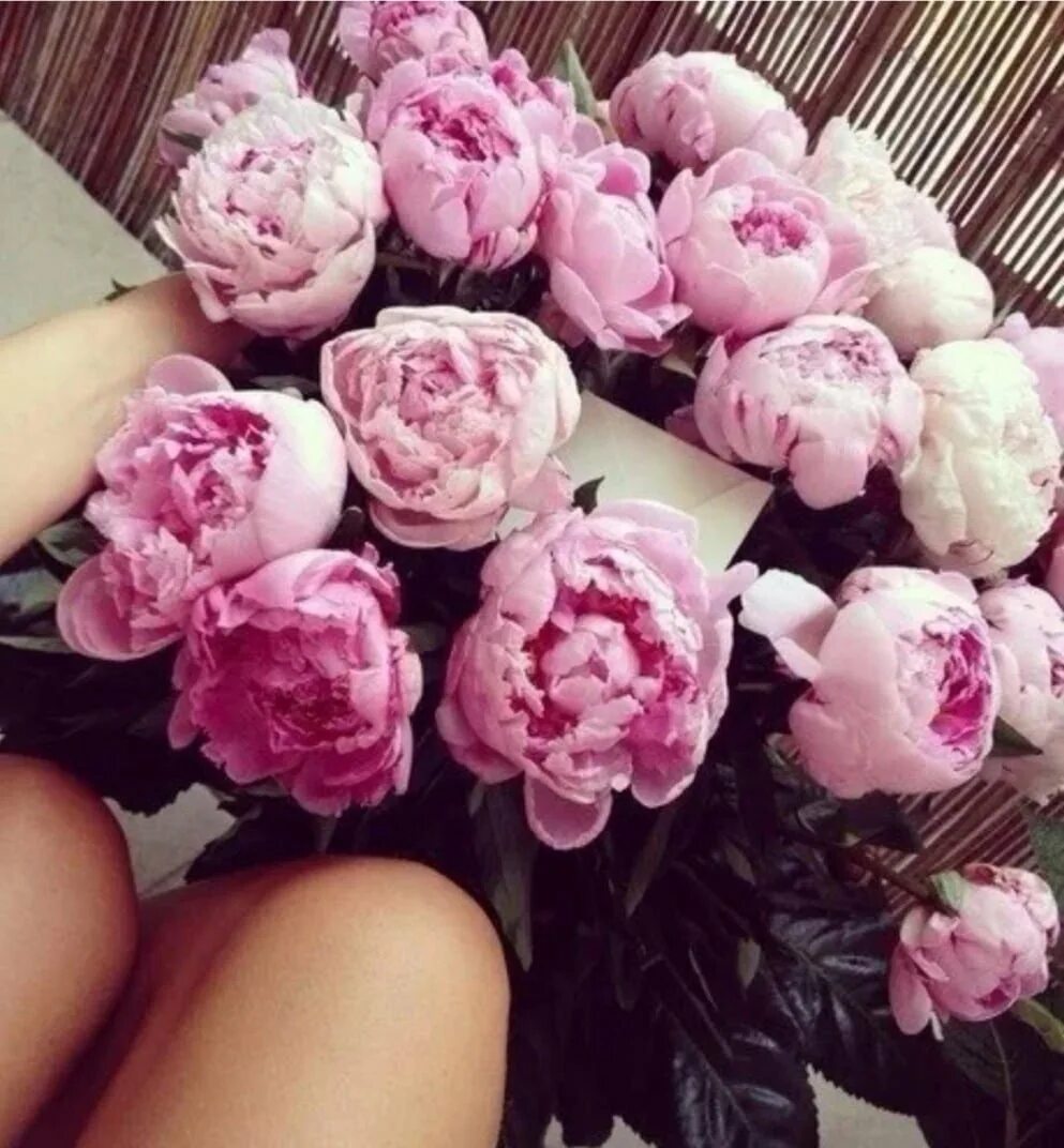 Подарю тебе пионы. Доброе утро пионы. Подарю тебе пионы. Подарю тебе пионы. Девушка с пионом.