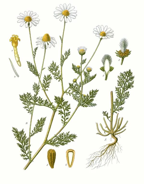 строение ромашки аптечной схема. ромашка ботаническое описание. нивяник обыкновенный гф. ромашка лекарственная гербарий. ромашка ботаническое описание.