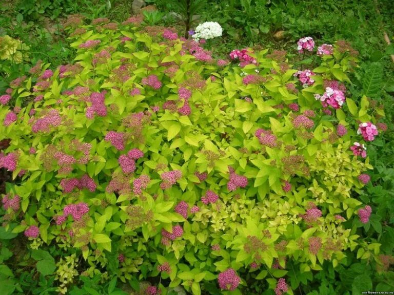 Спирея японская little Princess. Спирея японская (Spiraea japonica `little Princess`). Спирея японская Лита припуесс. Спирея японская little Princess (Литтл принцесс). Литл принцесс купить