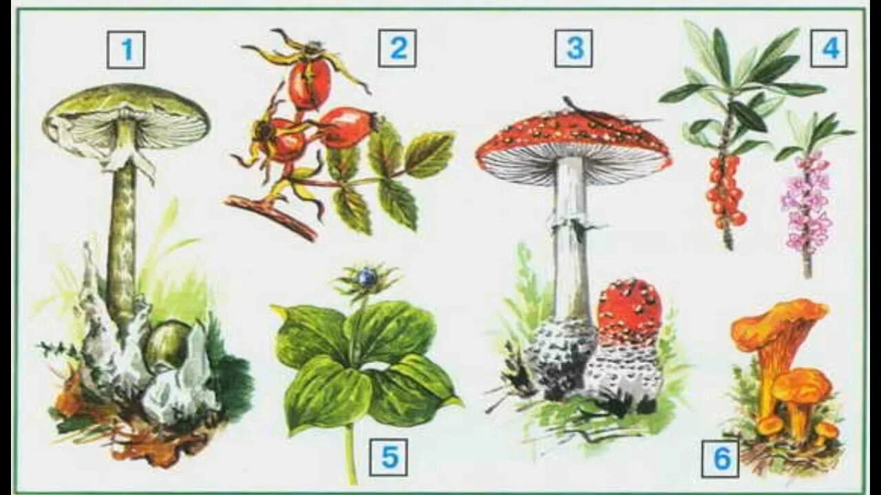 Ядовитые грибы и ягоды. Ядовитые растения и грибы. Ядовитые растения грибы ягоды. Рисунок на тему ядовитые грибы и ягоды.