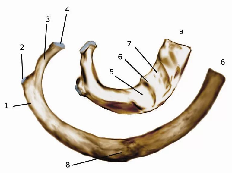 Первое ребро анатомия. Tuberculum m Scaleni anterioris 1 ребра. Angulus costae. Ребра costae.