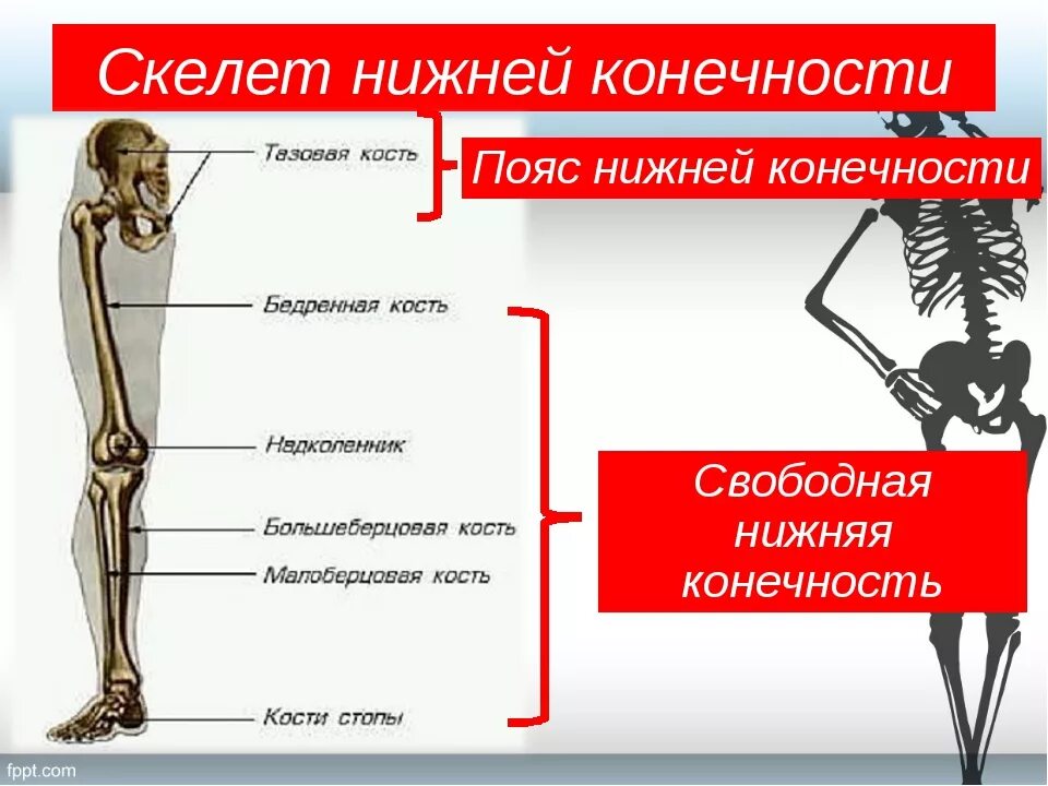 Скелет нижних конечностей. Скелет пояса нижних конечностей. Строение свободной нижней конечности. Отделы скелета нижней конечности. Самая крупная кость свободных конечностей