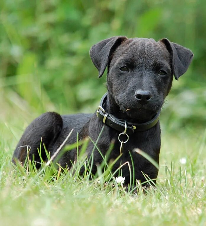 паттердейл. паттердейл-терьер щенки. паттердейл терьер. паттердейл. паттердейл.