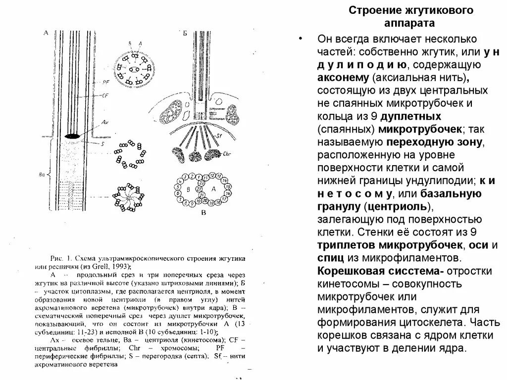 Строение жгутикового аппарата. Образования реснички и жгутика из микротрубочек. Веретено строение. Корешковый аппарат жгутика. Какие клетки участвуют в делении