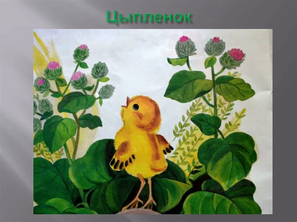 Цып 1. Чуковский к. "цыплёнок". Герои сказки цыпленок Чуковского. Иллюстрации к сказке Чуковского цыпленок. Иллюстрации к сказке Корнея Чуковского цыпленок.