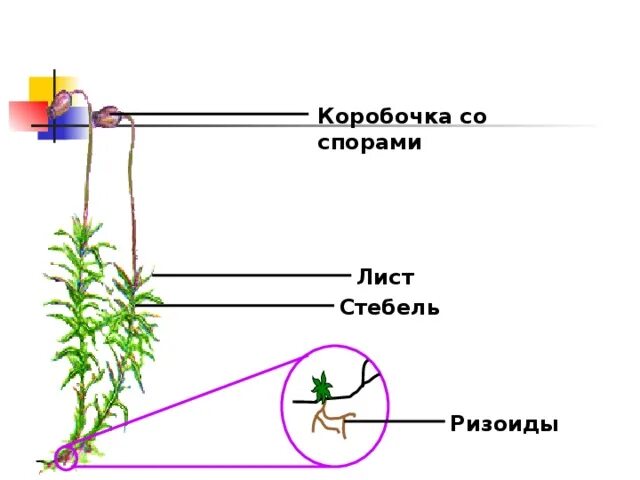 Коробочка со спорами. Ризоиды стебель лист коробочка. Строение:стебель, листья, коробочка со спорами сфагнум. У большинства мхов имеются ризоиды.