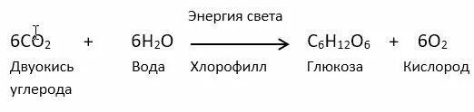 Составьте уравнения реакций фотосинтеза по схеме Биохимия фотосинтеза