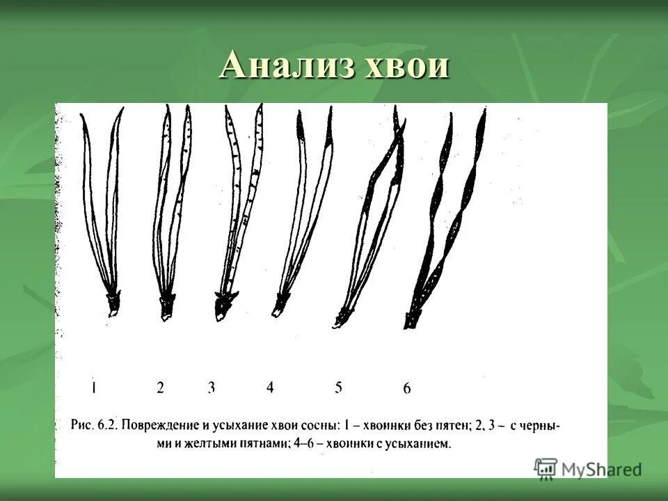 Какая длина хвоинок. Биоиндикация хвоя сосны. биоиндикация примеры. повреждение и усыхание хвои сосны. степень усыхания хвоинок.