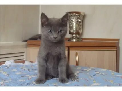 Котята 3 месяца форум