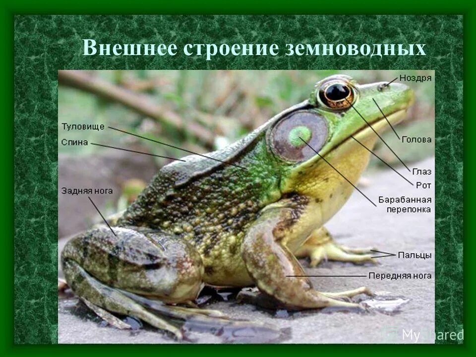 Бесхвостые амфибии наружное строение. Внешнее строение бесхвостых амфибий. Внешнее строение амфибий. Внешнее строение земноводных 7 класс биология лягушка. Класс земноводные строение лягушки.