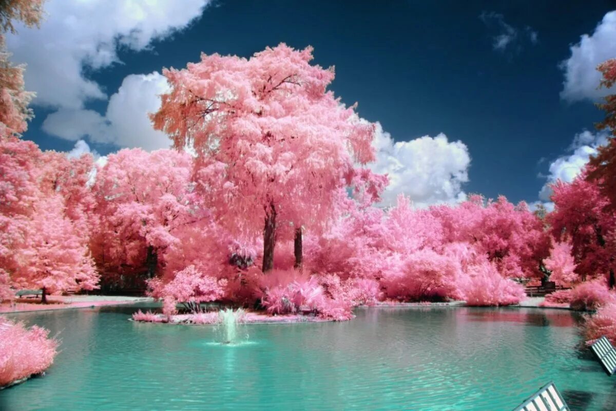 Что такое сакура дерево. Сакура у воды. Сакура дерево. Розовое дерево. Красивое цветущее дерево.