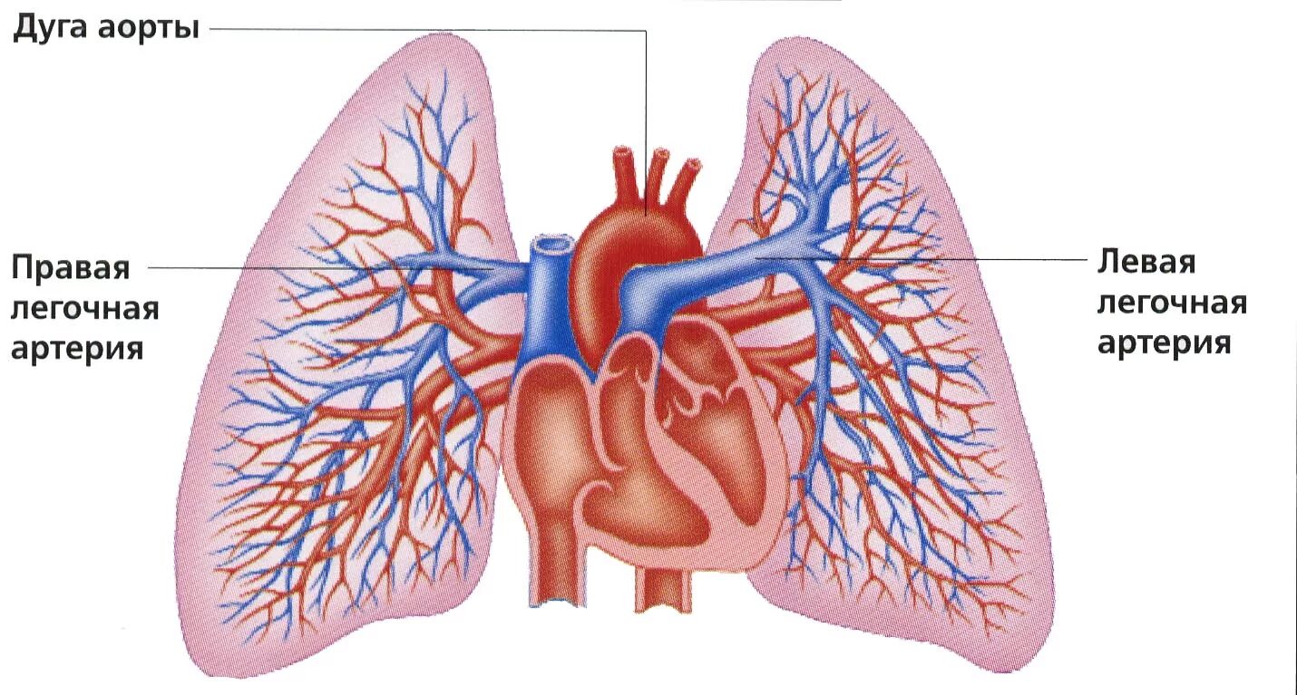 Правая легочная артерия анатомия. Кровоток в легочной артерии. Сердце анатомия легочная артерия. Ветви легочной артерии анатомия. Легкие артерии и вены