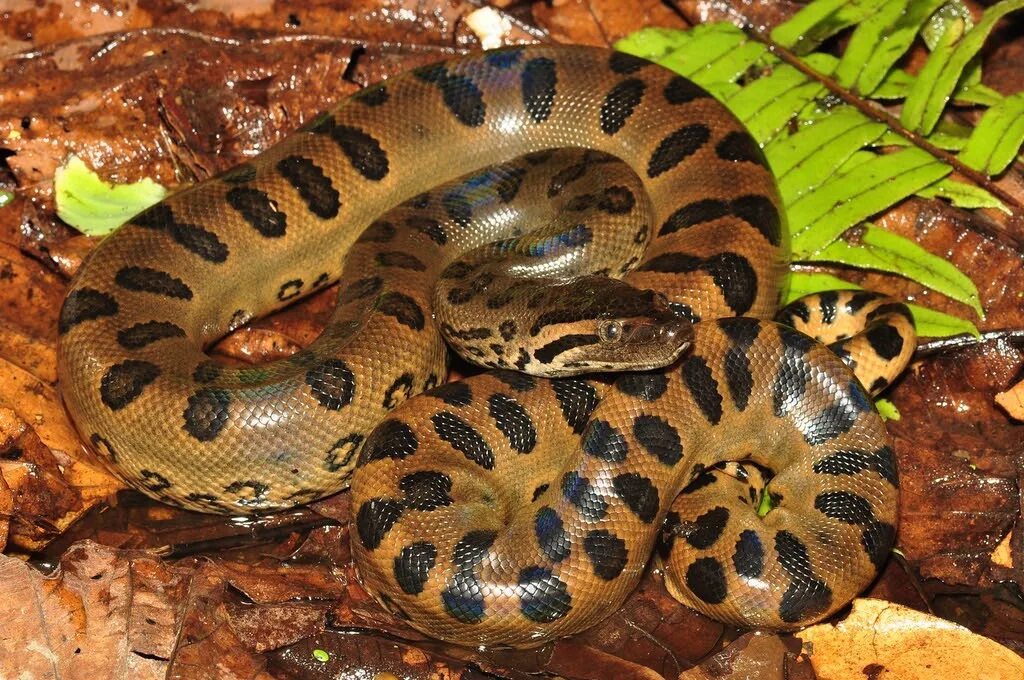 Анаконда змея. Анаконда eunectes murinus. Зеленая Анаконда (eunectes murinus). Змея Anaconda.