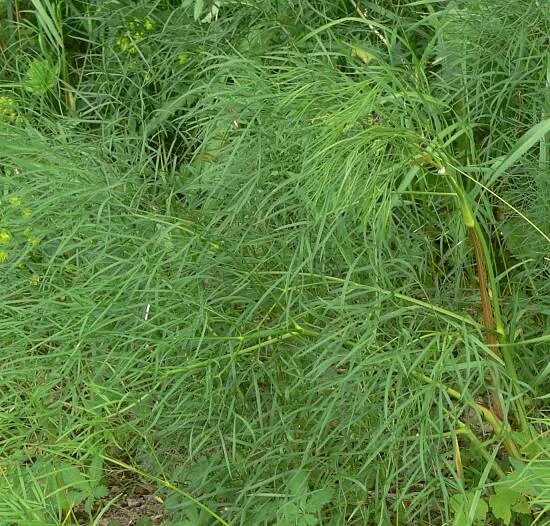 Адамово ребро. Горичник Моррисона. Горичник русский (адамово ребро). Peucedanum officinale. Горичник Моррисона (адамово ребро).