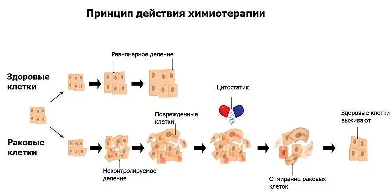 Химиотерапия восстановление организма. Схема действия химиотерапии. Механизм действия химиотерапии на раковые клетки. Механизм действия цитостатиков в химиотерапии. Деление раковой клетки схема.