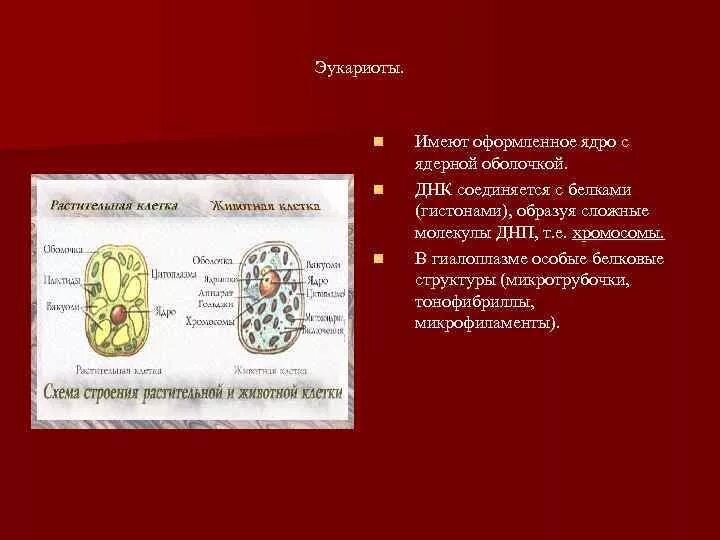 Оформленное ядро. Чётко оформленное ядро имеют. Не оформленное оформленное ядро. Кто имеет оформленное ядро. Организмы клетки которых содержат оформленное ядро