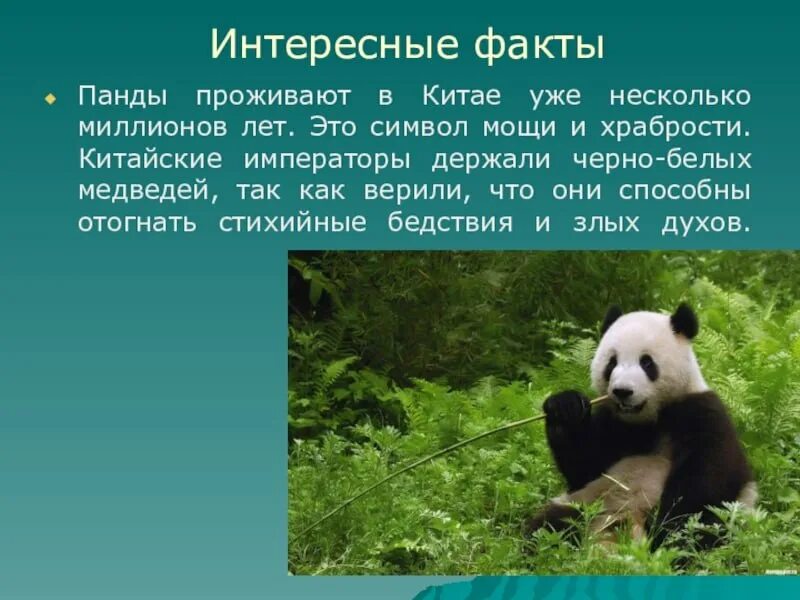 Интересные факты о пандах. Факты о пандах для детей. Доклад про панду. Факты о пандах для детей. Интересная информация про панду.