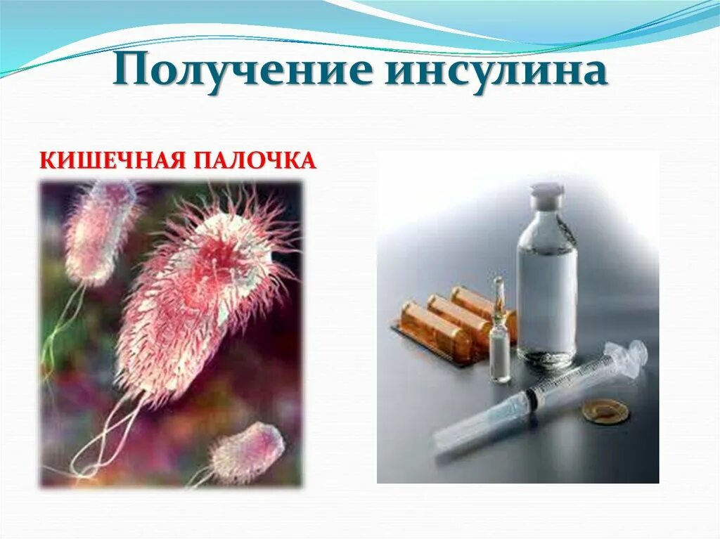Инсулин с помощью бактерий. Получение генно-инженерного инсулина. генная инженерия инсулин. генная инженерия кишечная палочка. инсулин из кишечной палочки.