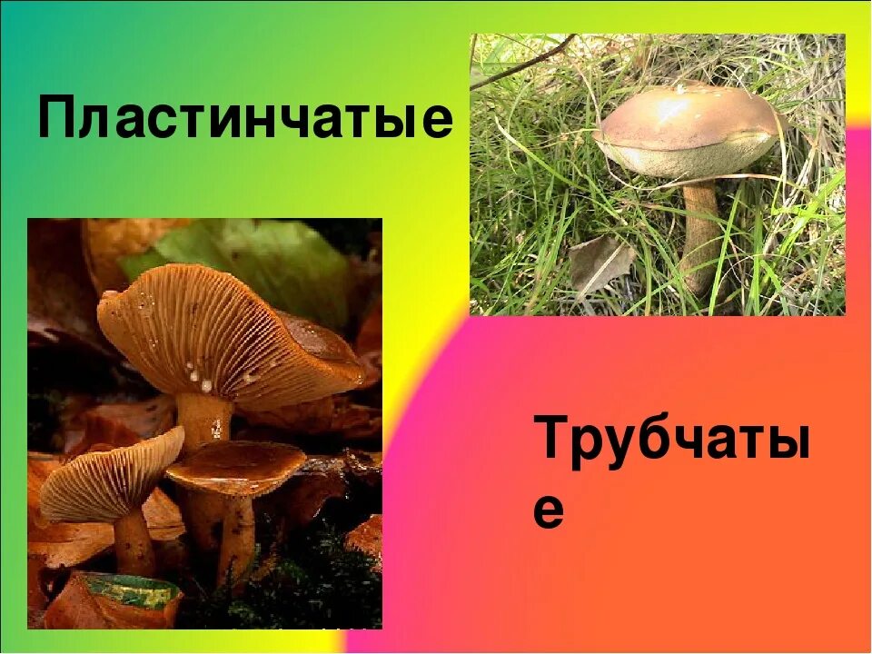 Ядовитые трубчатые. Несъедобные пластинчатые грибы. ядовитые грибы трубчатые и пластинчатые. несъедобные трубчатые грибы. пластинчатые грибы съедобные и ядовитые.