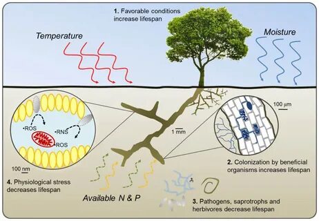 Plant impact