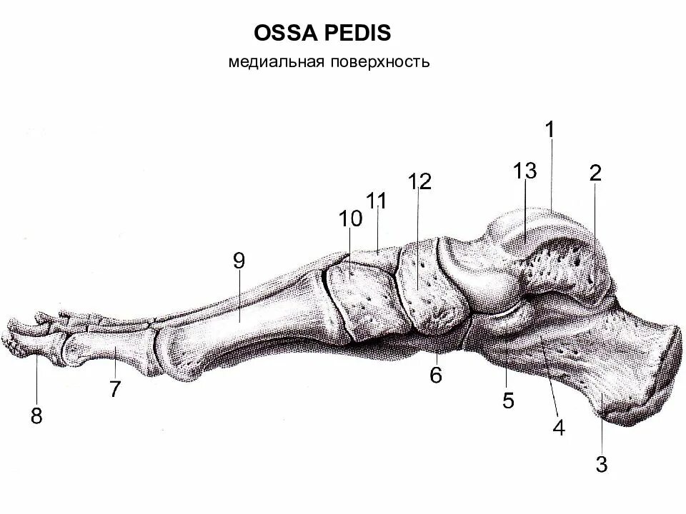 Нижняя конечность ноги. Ossa pedis анатомия. Кости нижней конечности анатомия. Нижние конечности анатомия кости стопы. Кости Нижний нижней конечности анатомия.