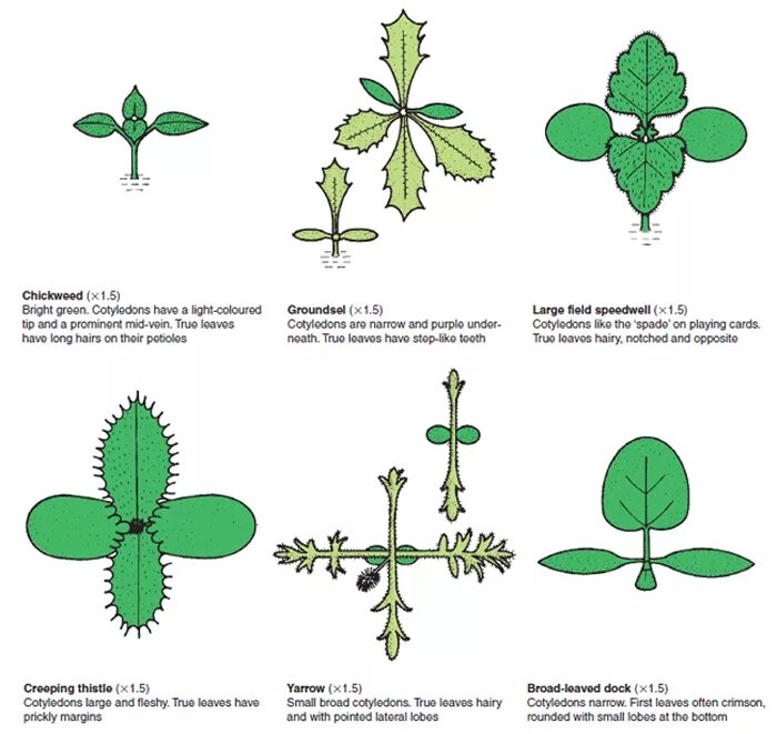 Тру лист. Тер лист. arable weeds seedlings identification. jade plant identification. narrow and broad leaves.