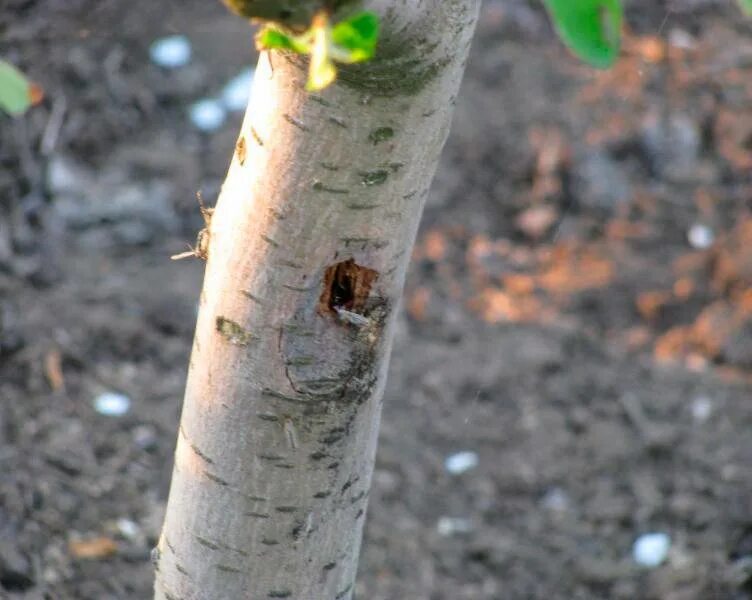 Щитовка запятовидная (lepidosaphes ulmi). Щитовка яблоневая запятовидная фото. Короед на абрикосе. Вредители стволов деревьев. Вредители стволов деревьев.
