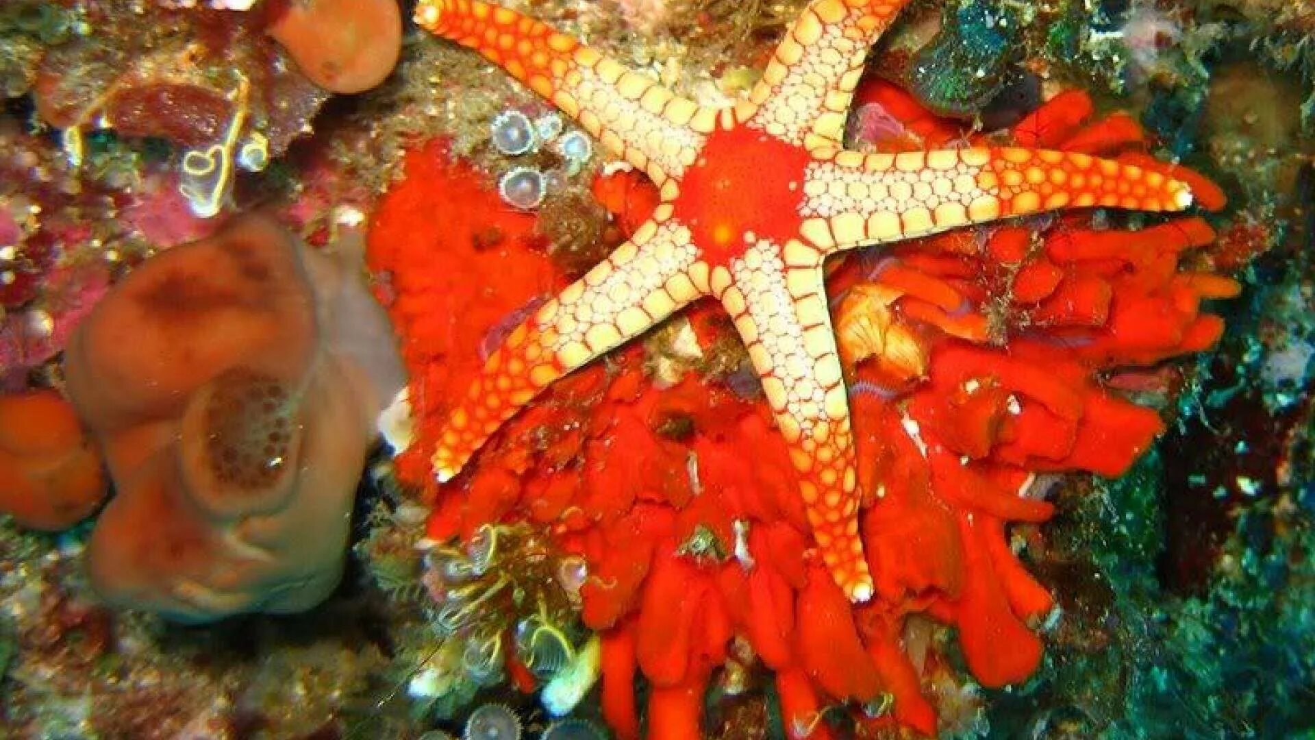 Морская звезда. Обитатели морского дна. Подводный мир морская звезда. Морская звезда и кораллы. Звезда краб