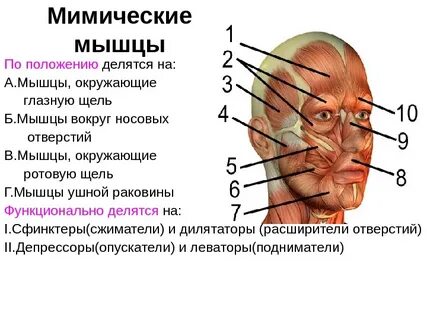 Чем мимические мышцы отличаются от жевательных кратко