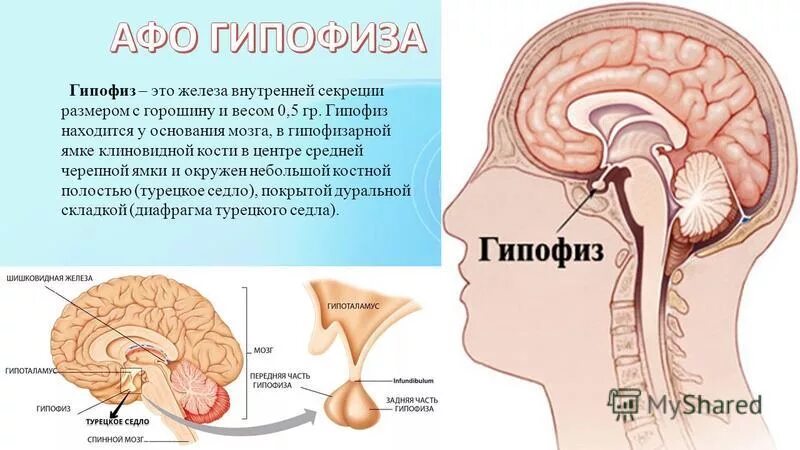 Внутренняя секреция гипофиза