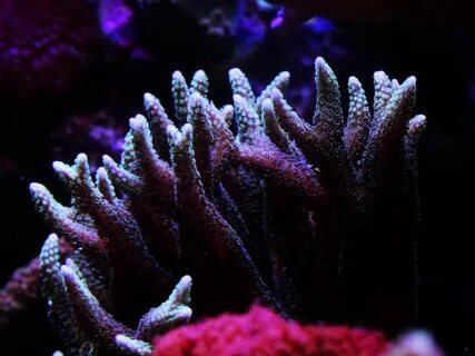 Violet coral