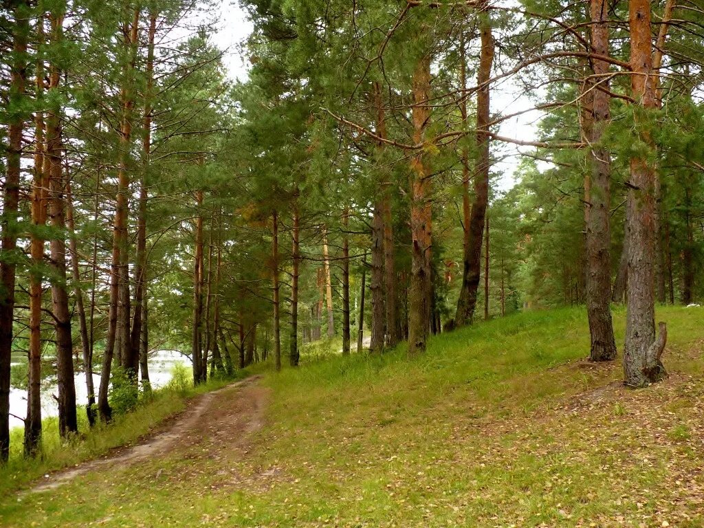 русский лес школьная. русский лес школьная. стих никулина русский лес. русский лес москва. красивые русские леса.