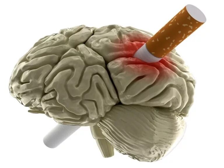 мозг курящего человека