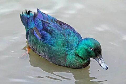 Утка каюга