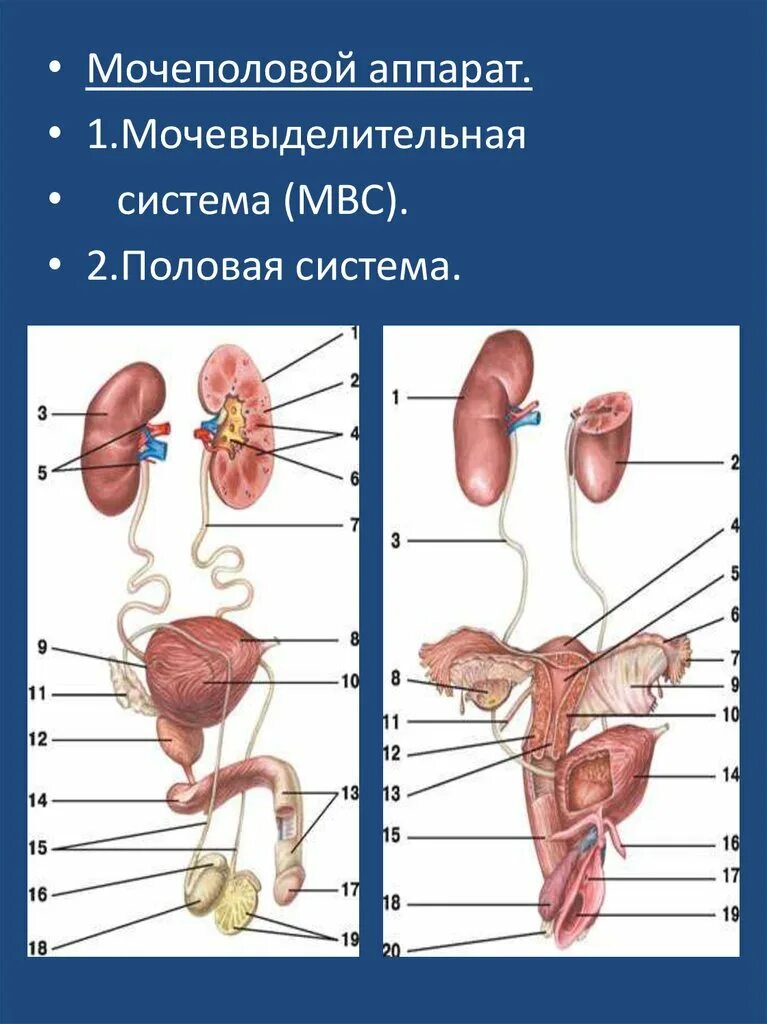 Анатомия женских и мужских органов. Мужская мочевыделительная система анатомия. анатомия человека внутренние органы мочеполовая система. мочевыделительная система анатомия человека схема. схема мочевой системы женщины.