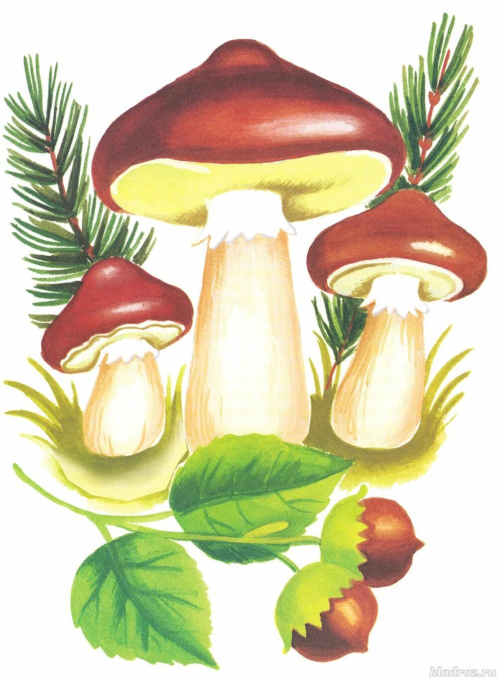 Грибы картинки для детей. «Грибы для белки» (Комарова, с.36). Гриб масленок для детей. Грибы маслята для дошкольников.