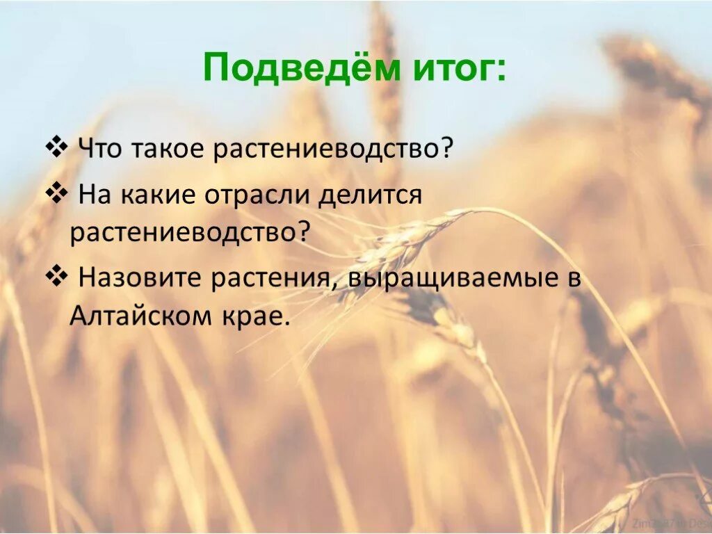 Презентация 4 класс растениеводство в нашем крае. Растениеводства Алтайского края для презентации. Полеводство в Алтайском крае. Растениеводство Алтайского края доклад 4 класс. Растениеводство Алтайского края 4 класс.